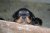 Puppies J